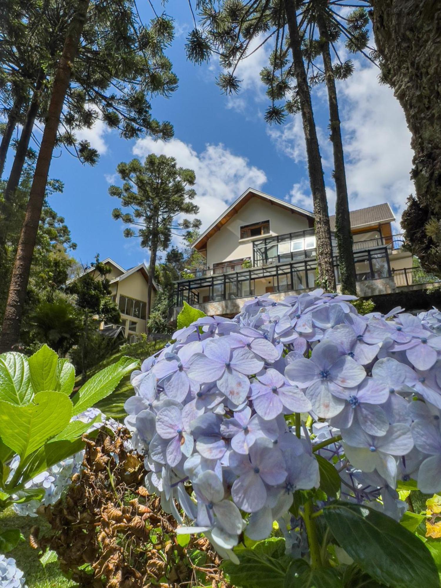 Araucaria Campos do Jordão